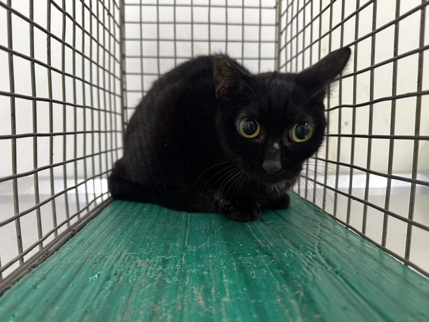 Photo of No. VAAAG115062705, Adult · Female · Small · Mixed breed