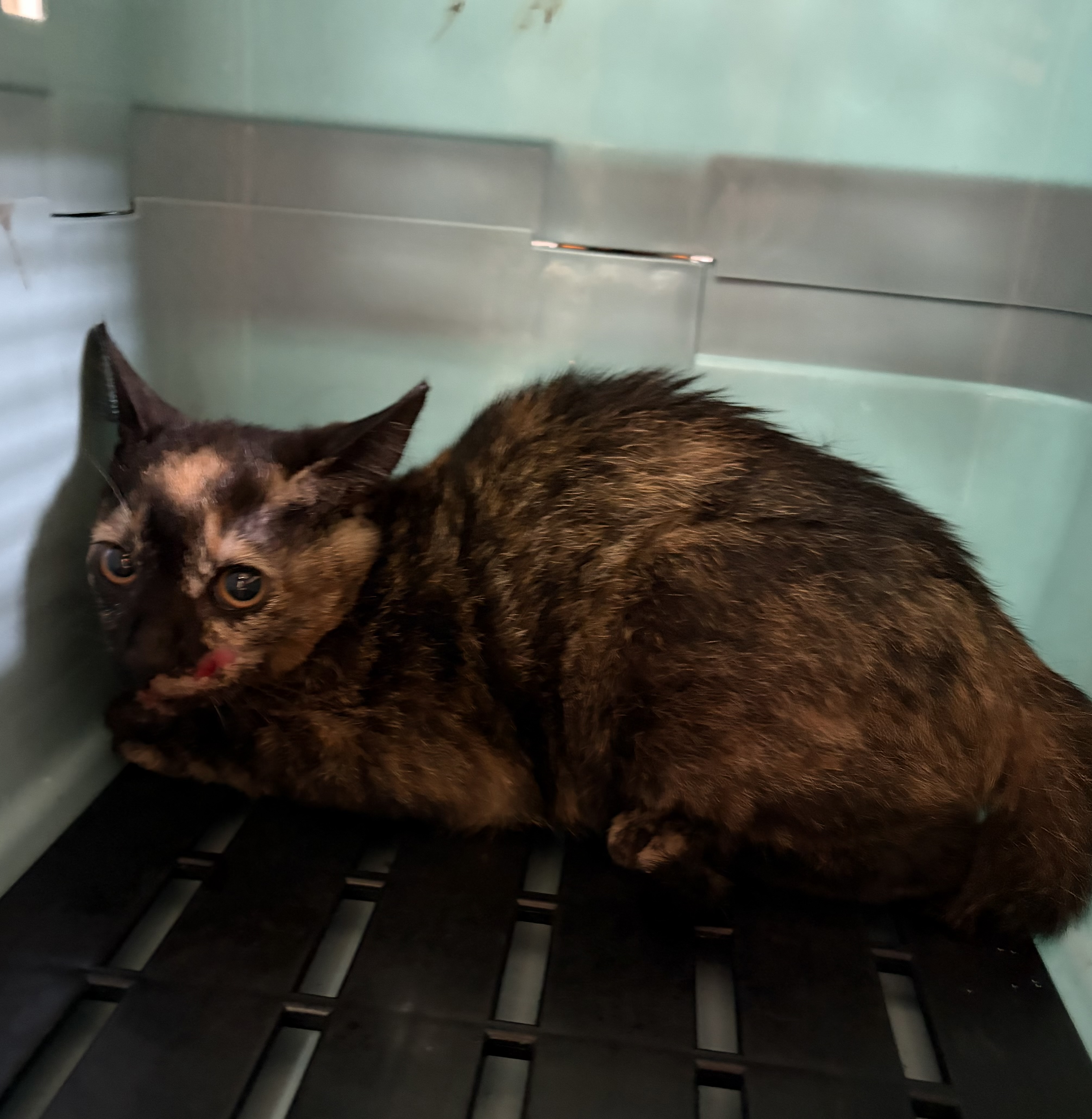 Black-and-brown young female mixed-breed cat, Small, shelter no. …8002