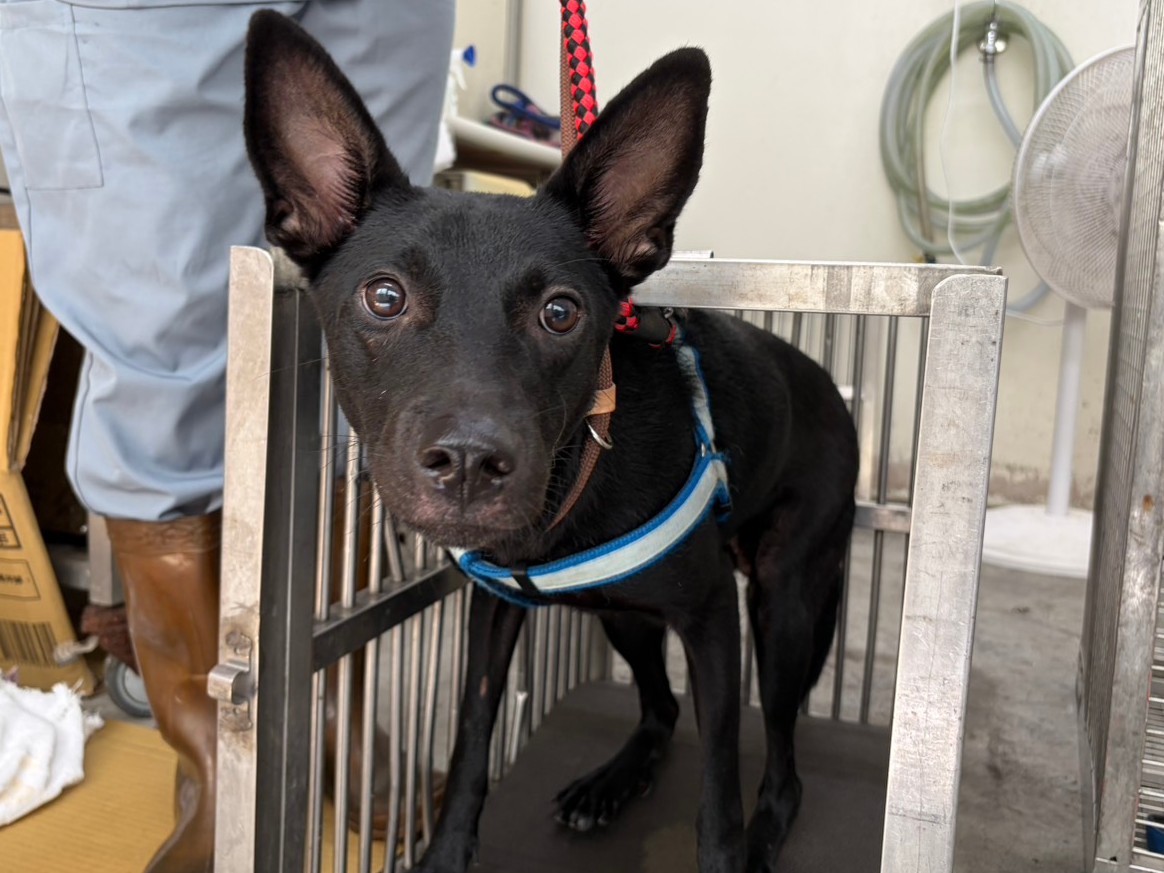 Photo of No. VAAAG115062802, Adult · Female · Medium · Mixed breed