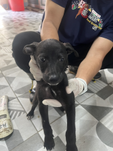 Photo of No. EAAAG1150629002, Young · Male · Medium · Mixed breed