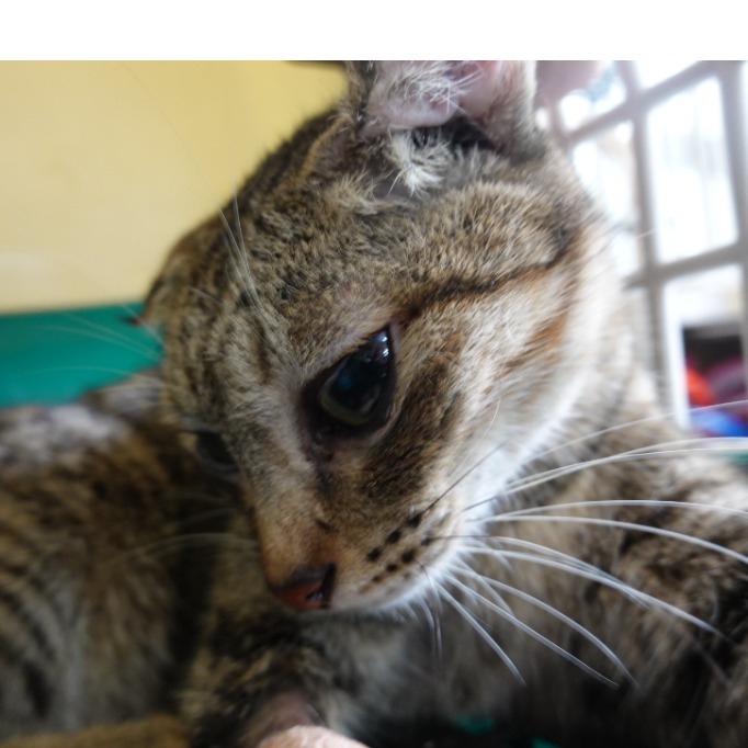 Photo of No. W15C0629-02, Adult · Female · Medium · Mixed breed
