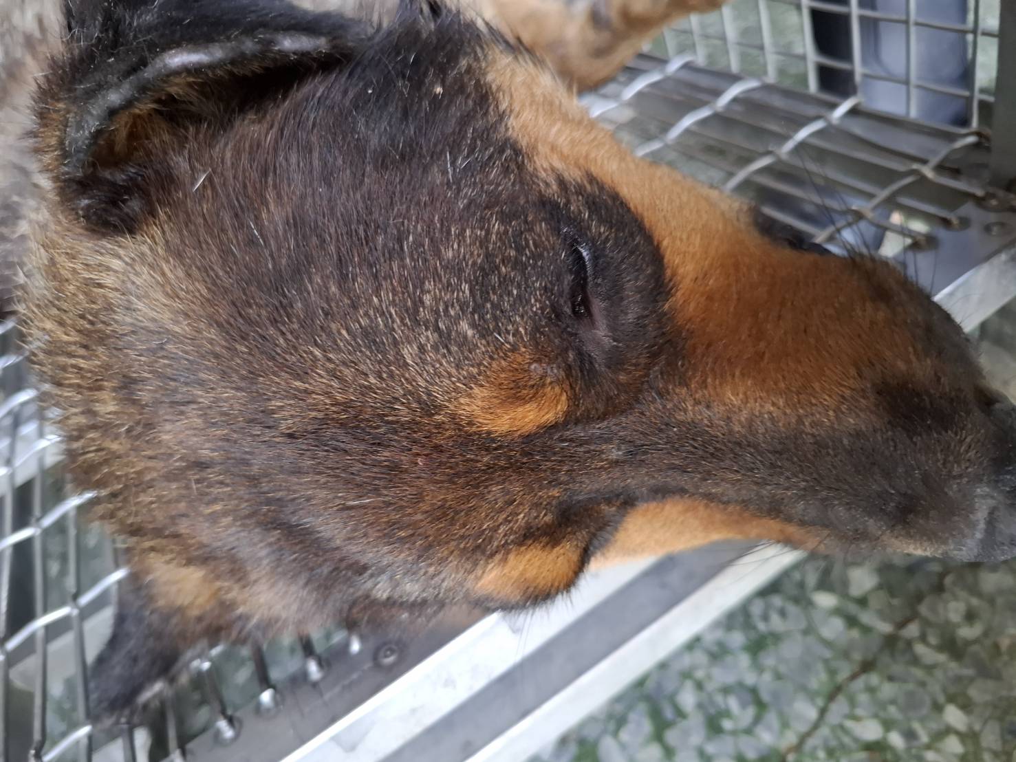 Photo of No. S150630-06, Adult · Female · Medium · Mixed breed