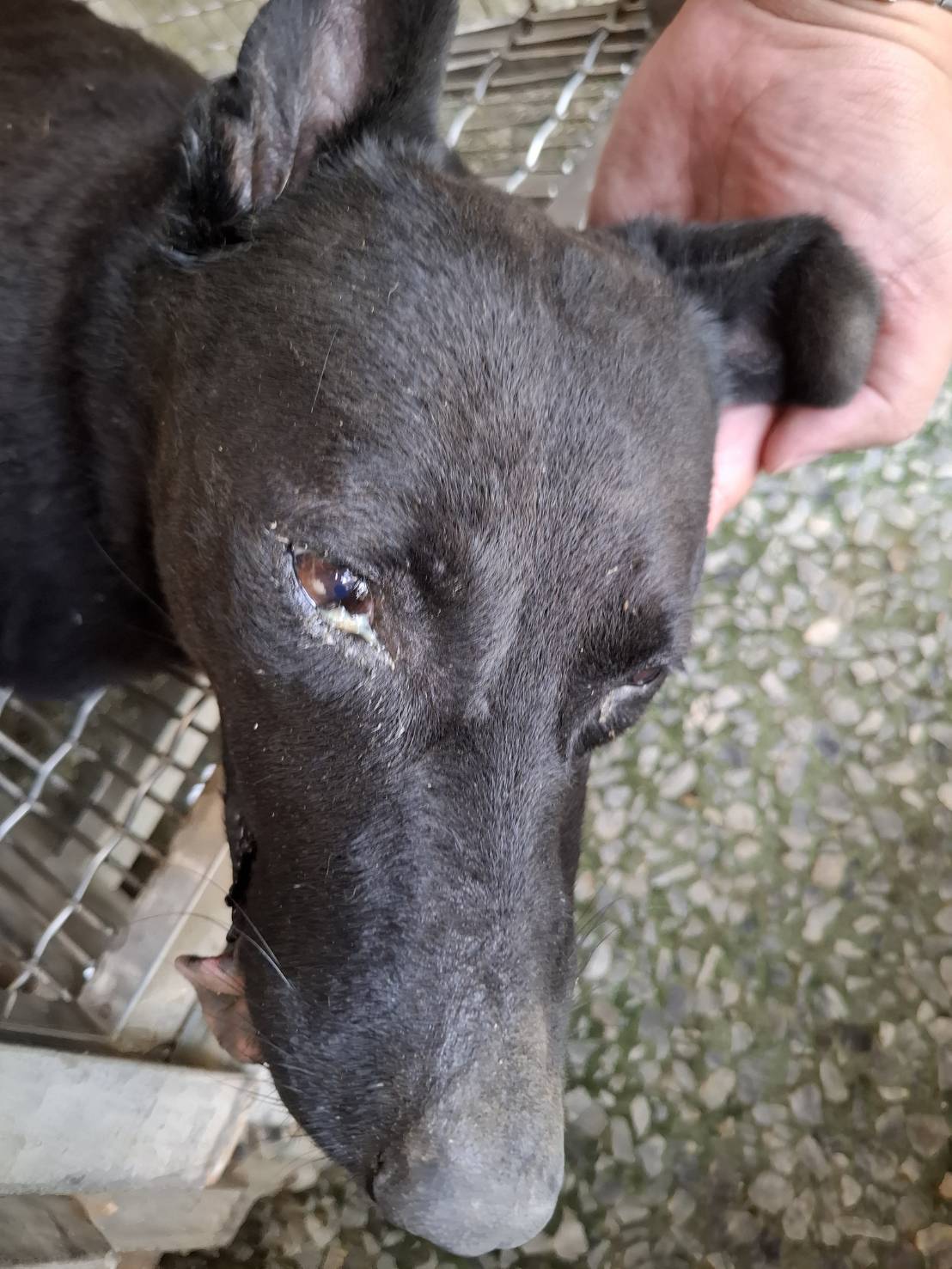Photo of No. S150630-07, Adult · Female · Medium · Mixed breed