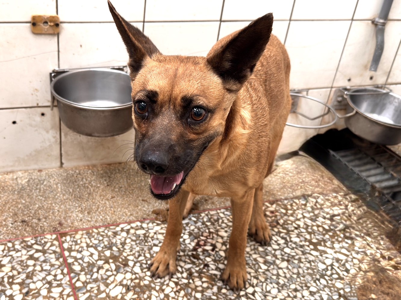 Photo of No. LAAAG1150223A25, Adult · Female · Large · Mixed breed