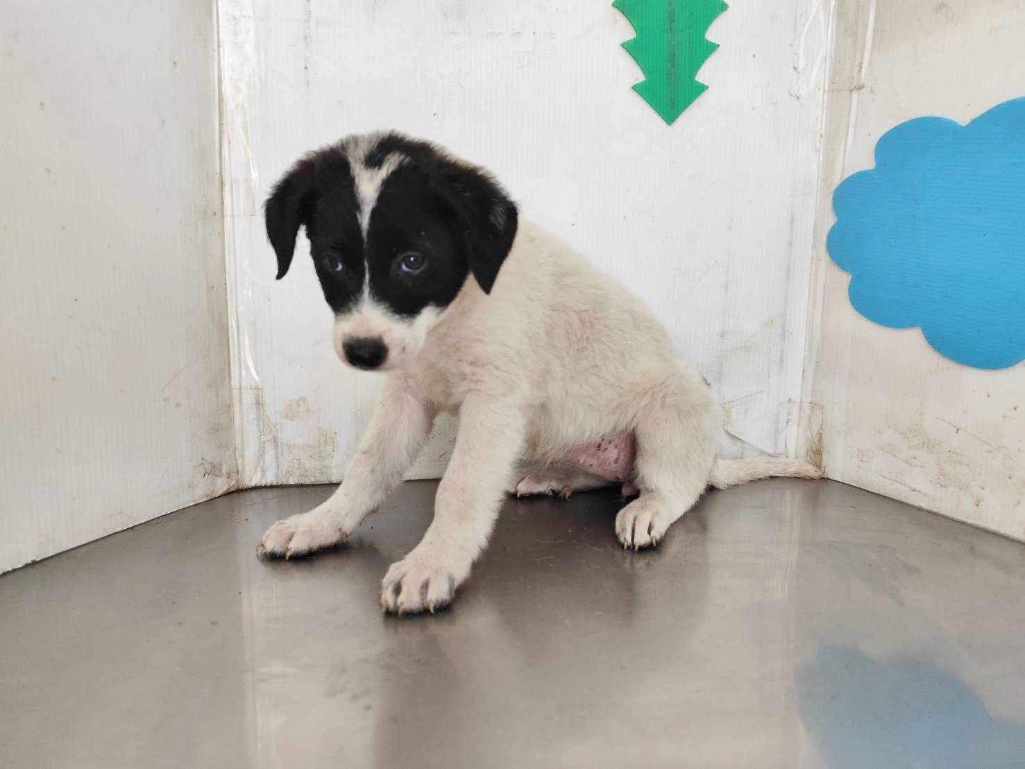 Patched young female mixed-breed dog, Medium, shelter no. …0510