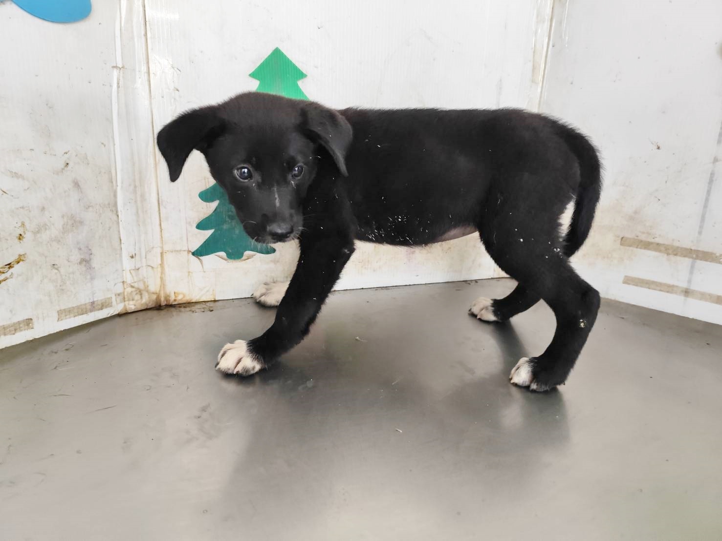 Black young female mixed-breed dog, Medium, shelter no. …0803