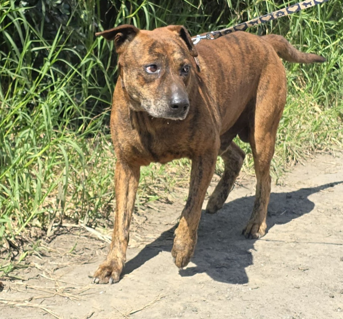 Photo of No. RAAAG1150630004, Adult · Male · Medium · Mixed breed