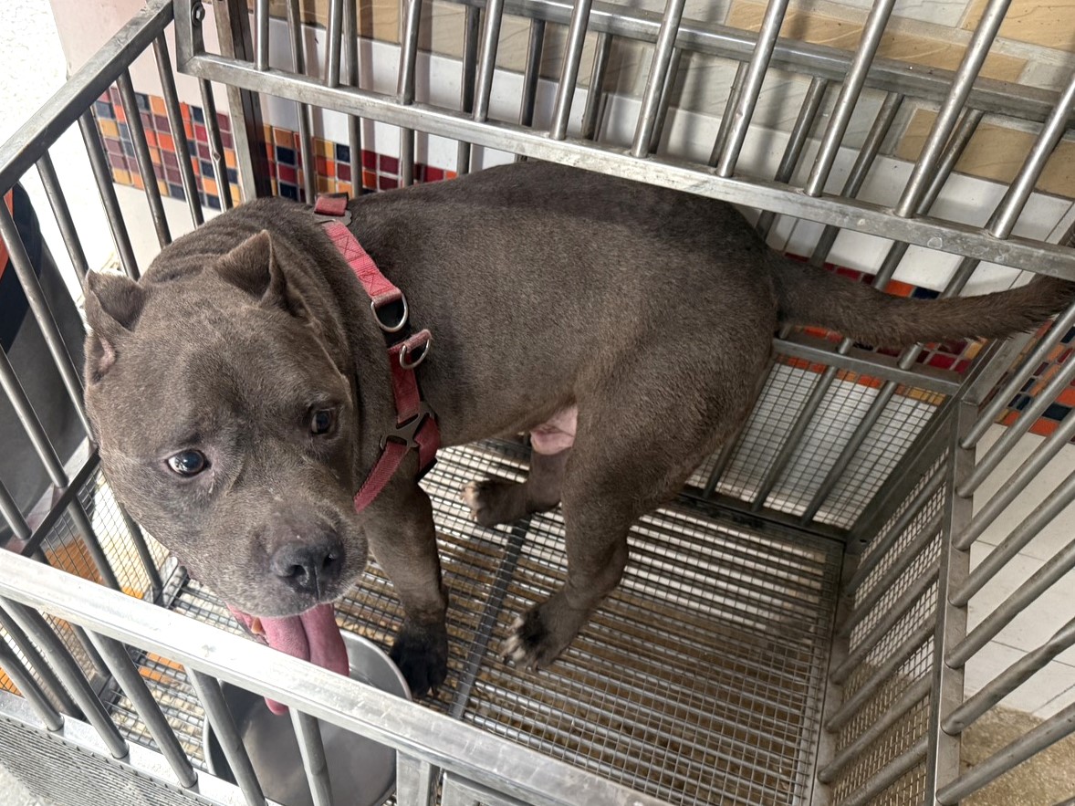 Brown adult male American Bully, Large, shelter no. …29W8