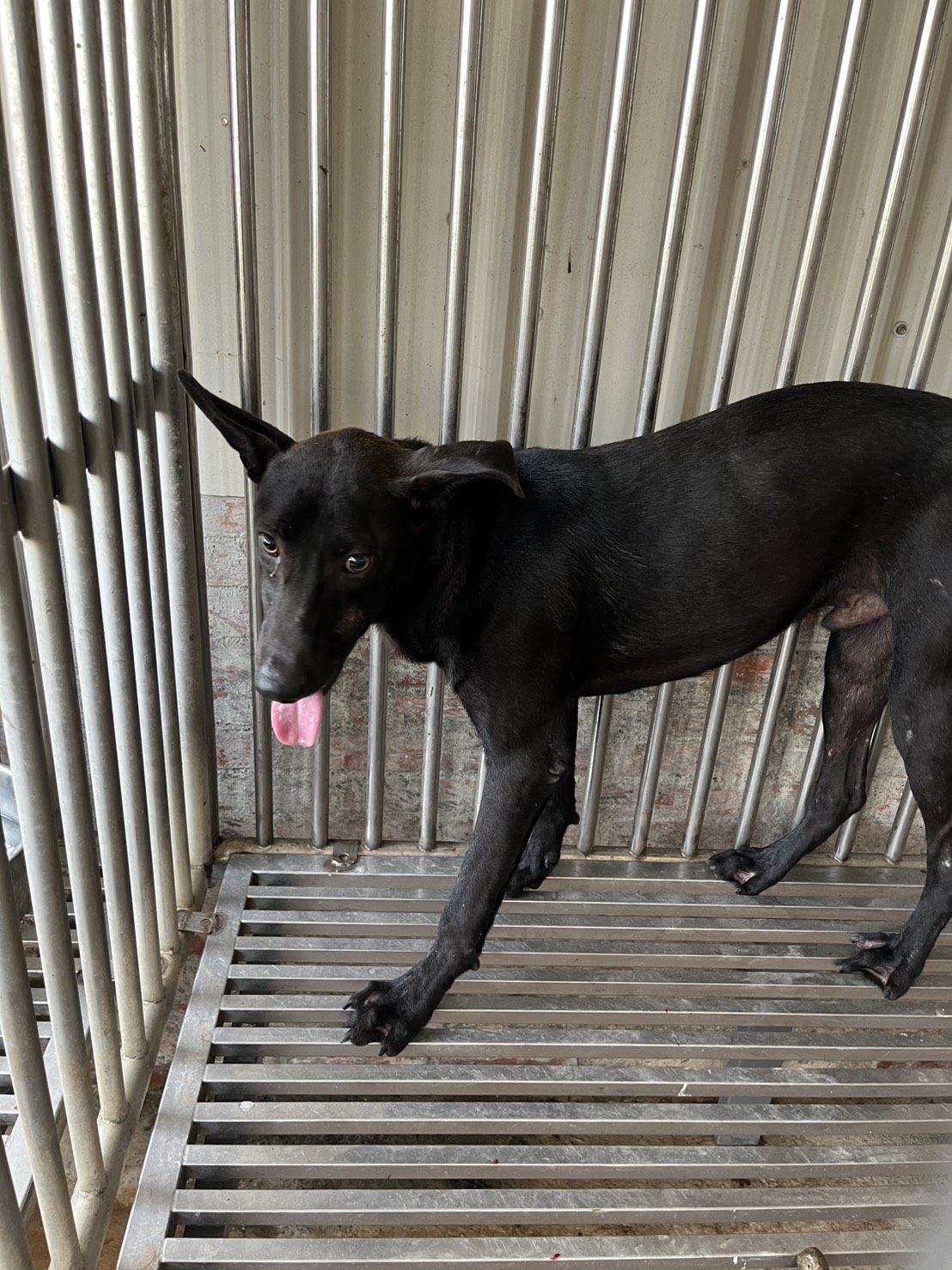 Photo of No. GAAAG1150701001, Adult · Male · Medium · Mixed breed