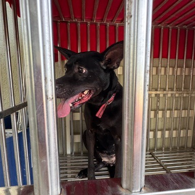 Photo of No. QAAAG1150701001, Adult · Female · Large · Mixed breed