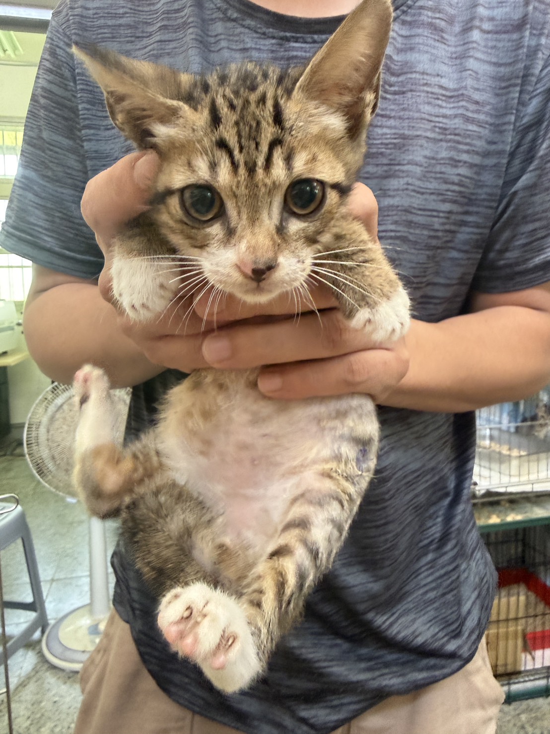 Tabby young male mixed-breed cat, Small, shelter no. …5001