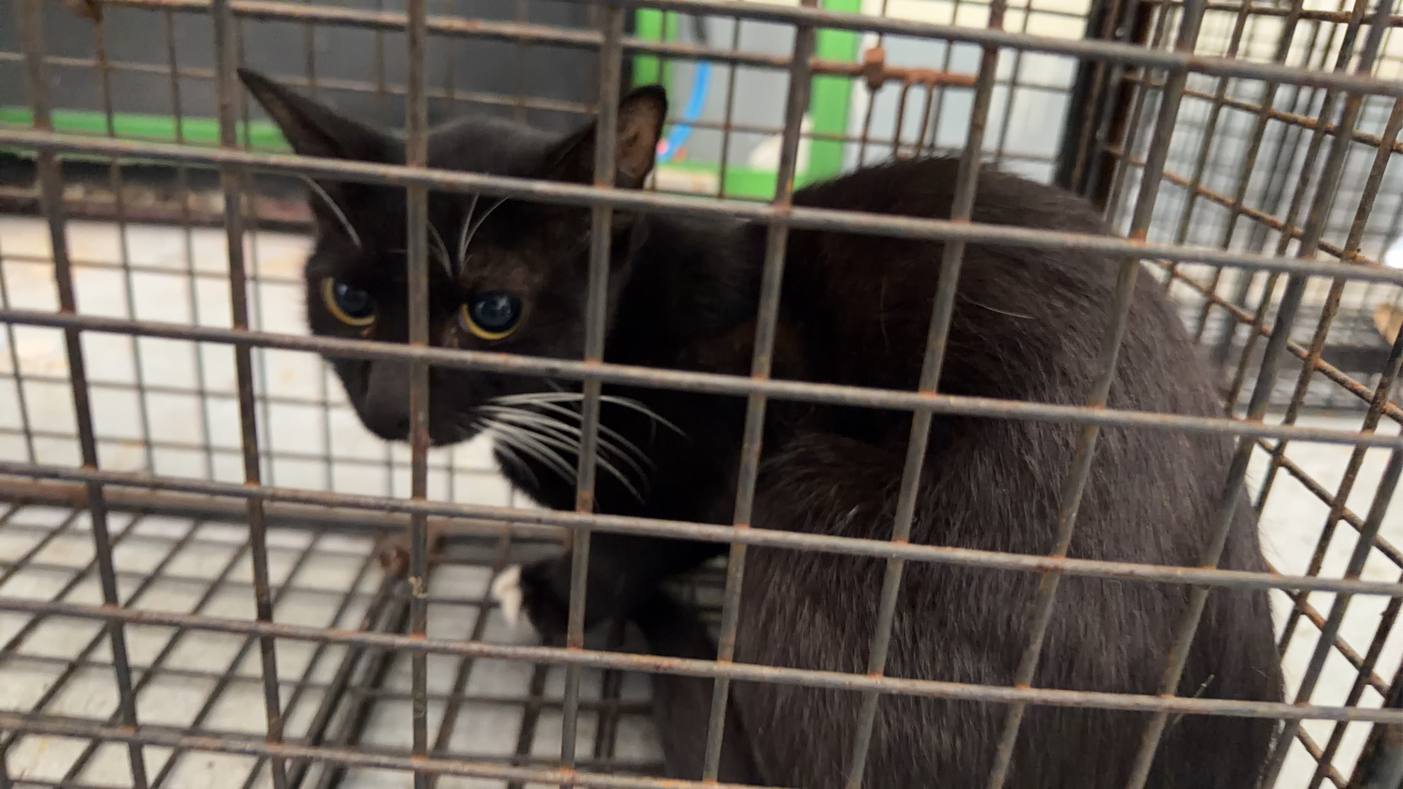 Photo of No. QAAAG1150630006, Adult · Medium · Mixed breed