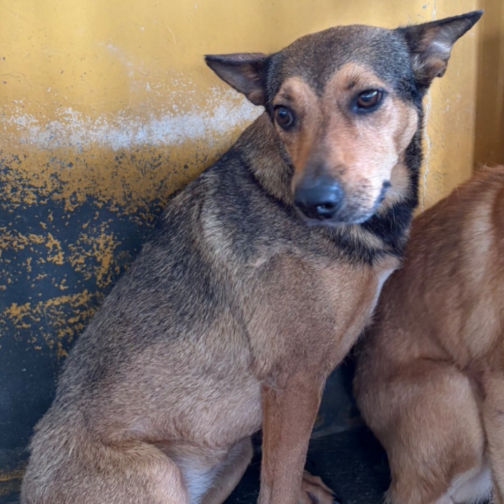 Photo of No. PAAAG1150426013, Adult · Female · Large · Mixed breed