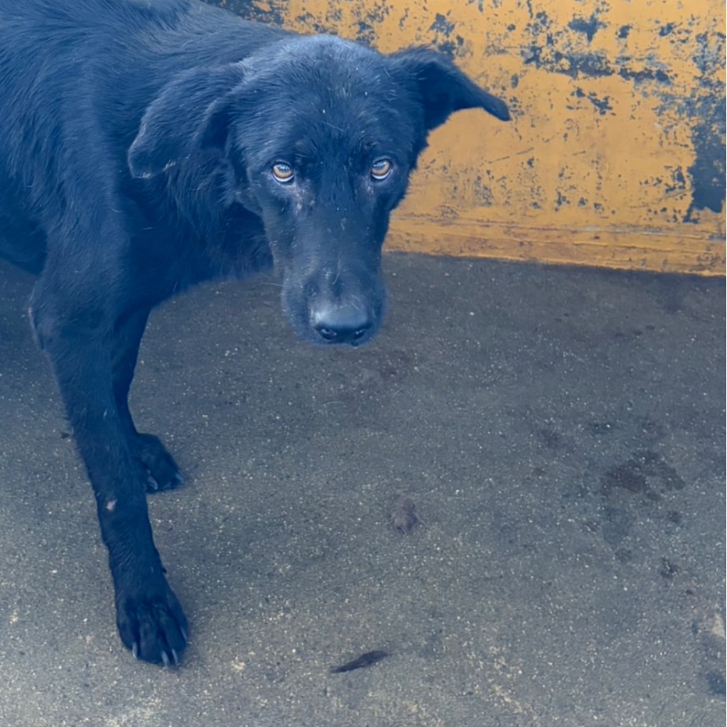 Photo of No. PAAAG1150523007, Adult · Male · Large · Mixed breed