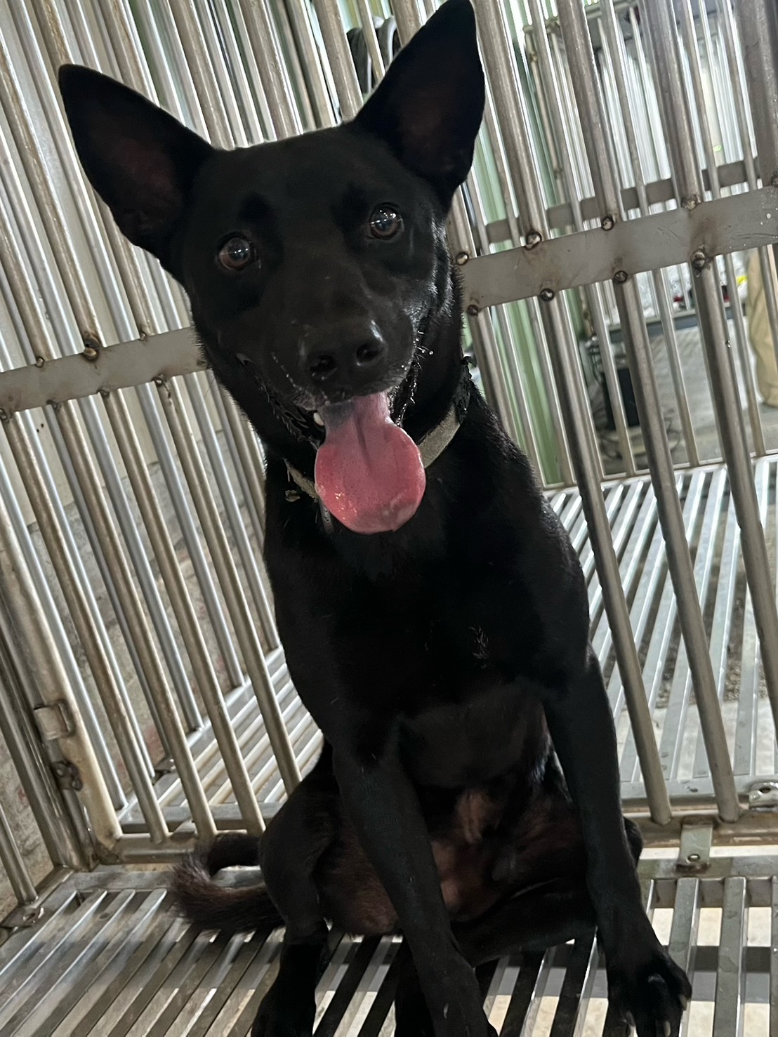 Black adult male mixed-breed dog, Medium, shelter no. …1006