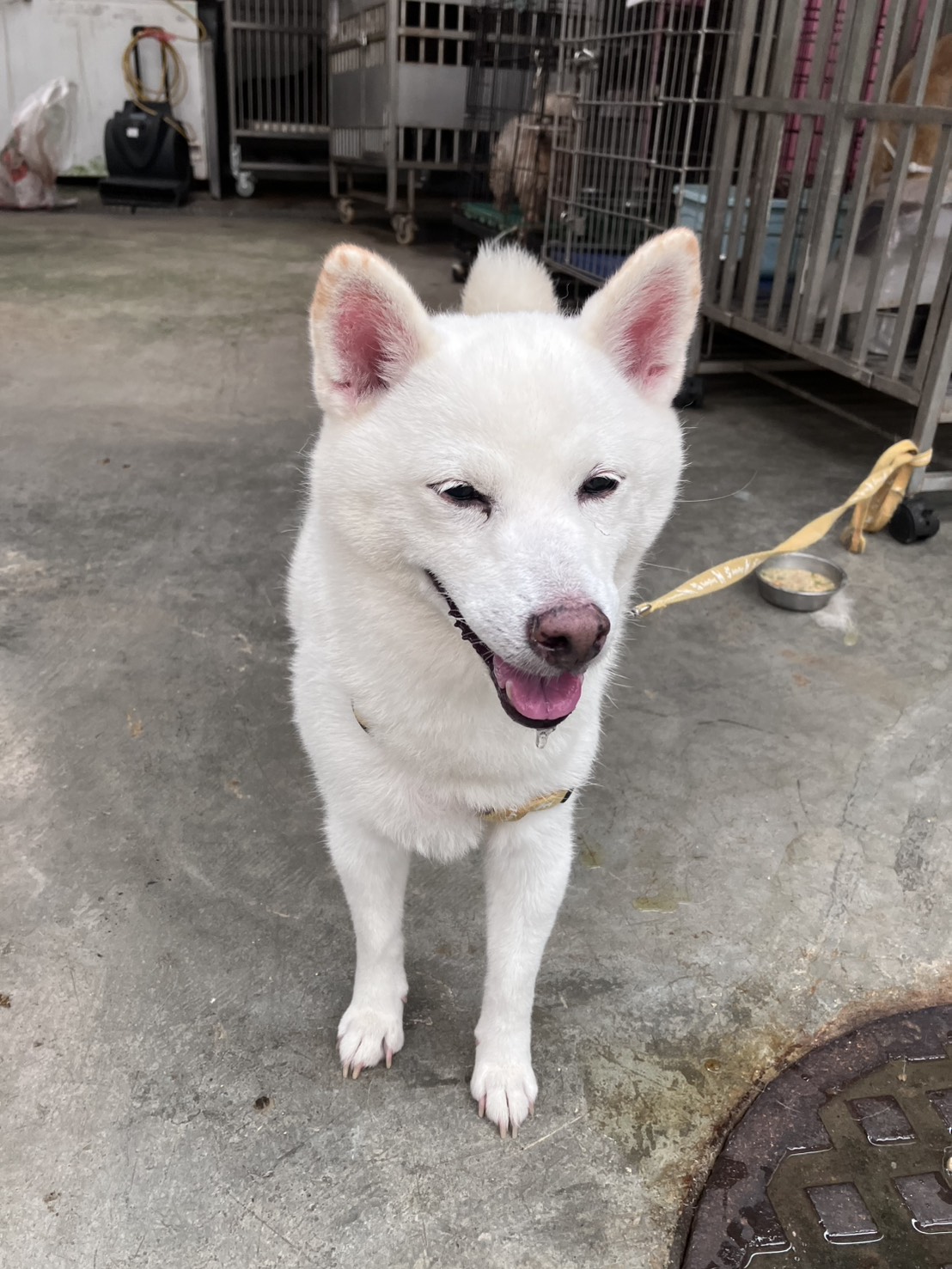 Photo of No. AAACG1150701002, Adult · Female · Small · Shiba Inu