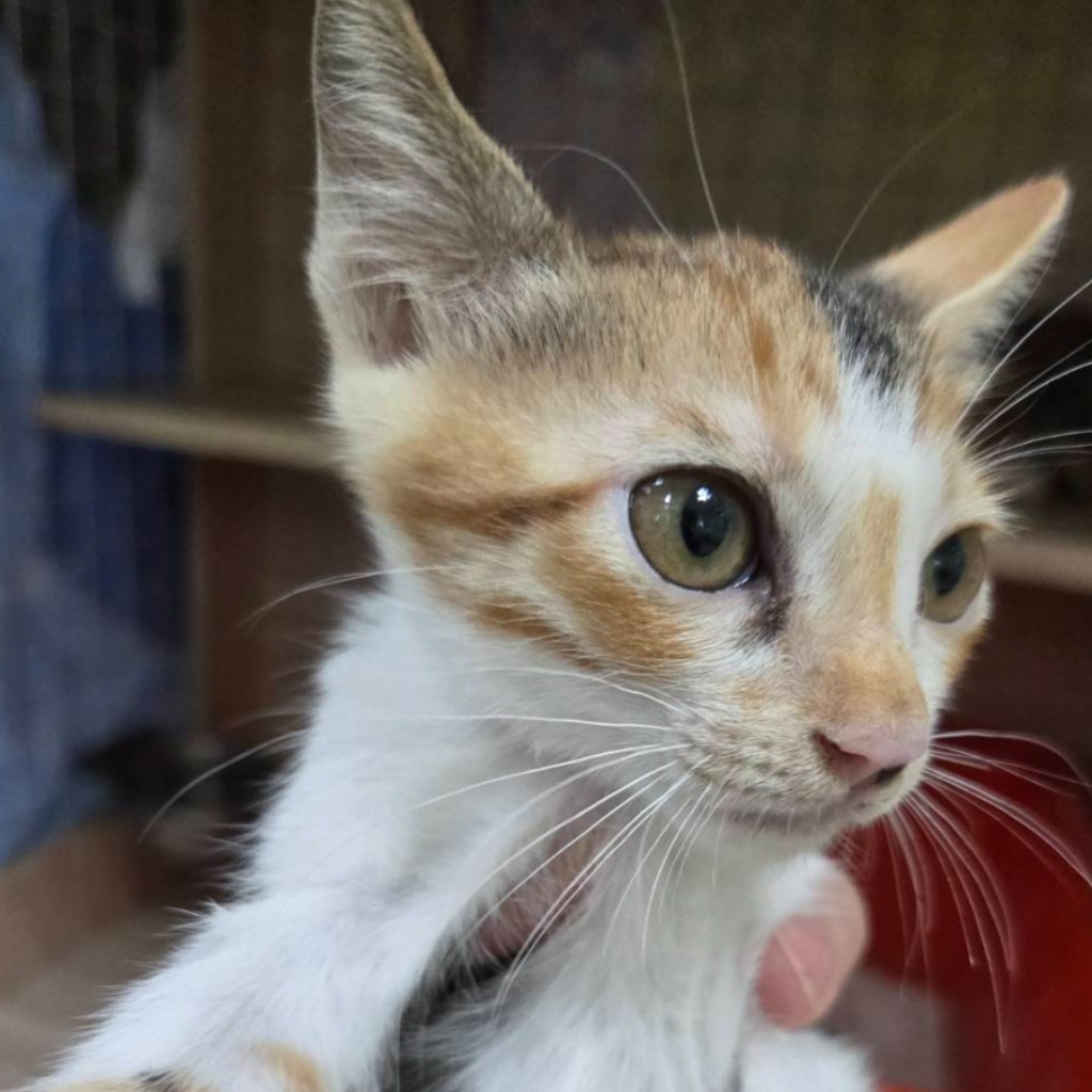 Tabby young female mixed-breed cat, Small, shelter no. …9-02