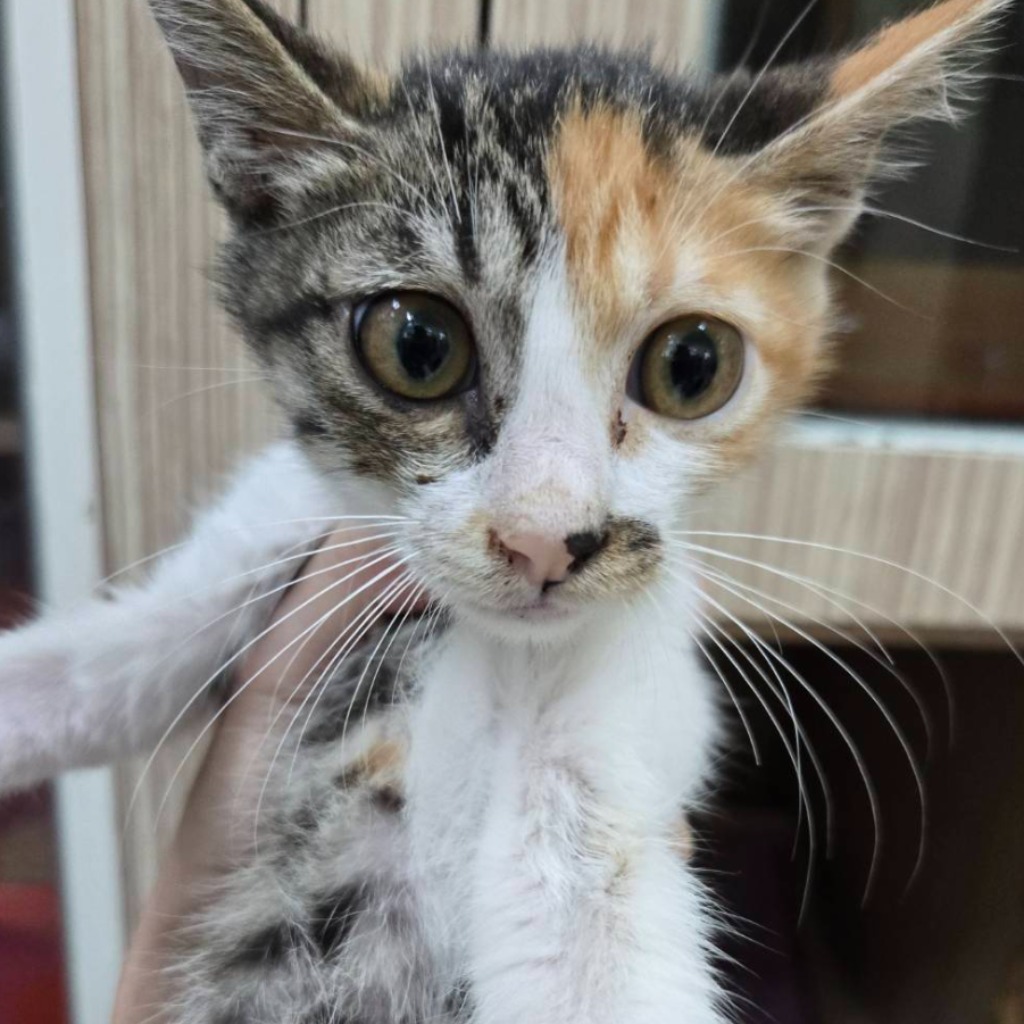 Photo of No. W15C0609-09, Young · Female · Small · Mixed breed