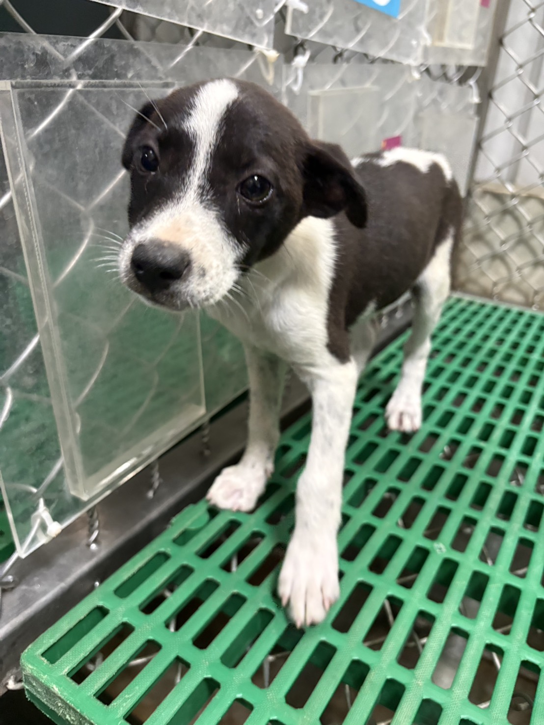 Photo of No. NAAAG1150702003, Young · Female · Small · Mixed breed