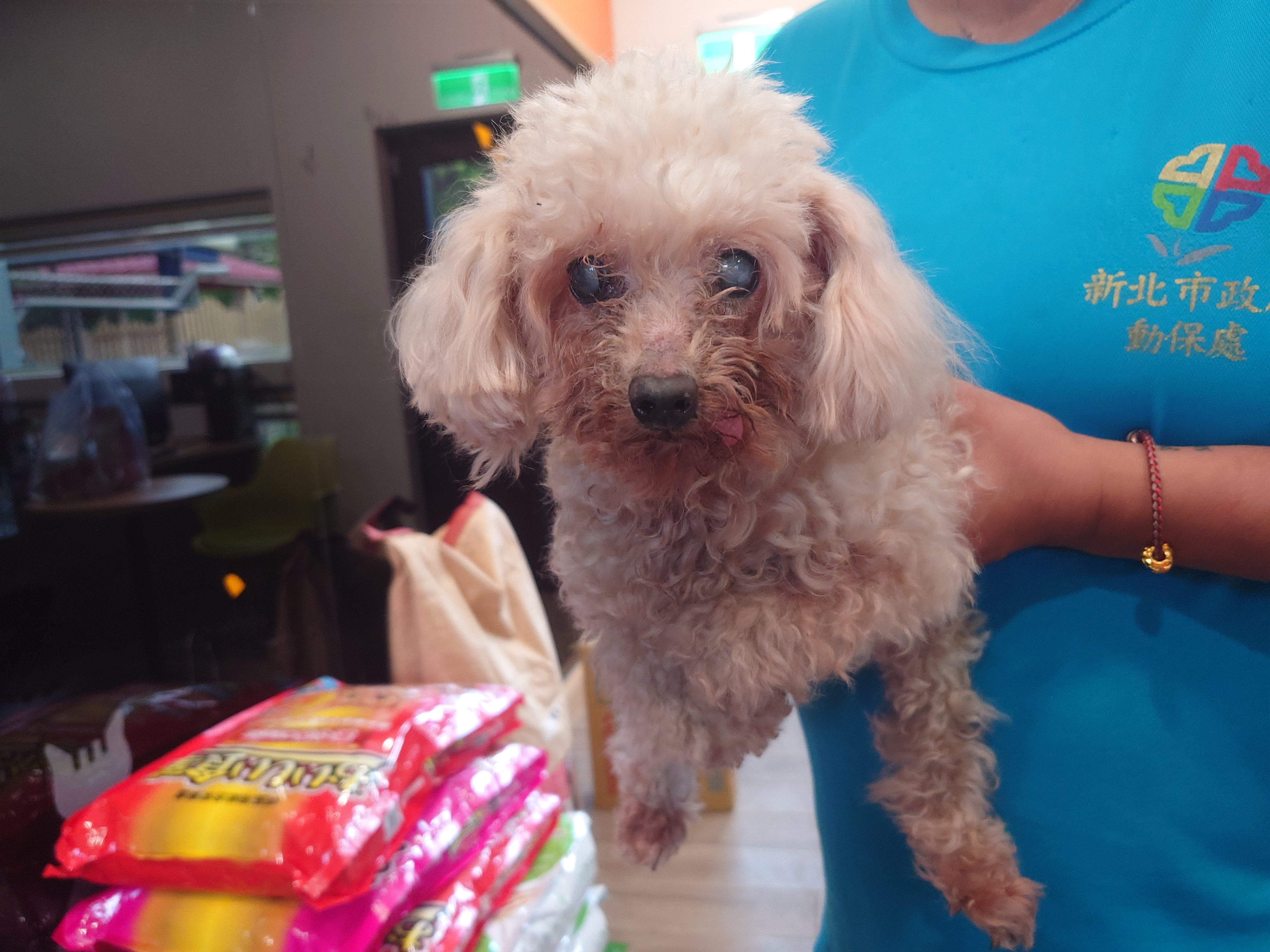 White adult female poodle, Small, shelter no. …2001
