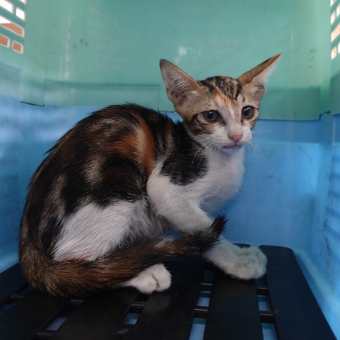 Photo of No. W15C0702-13, Young · Female · Small · Mixed breed