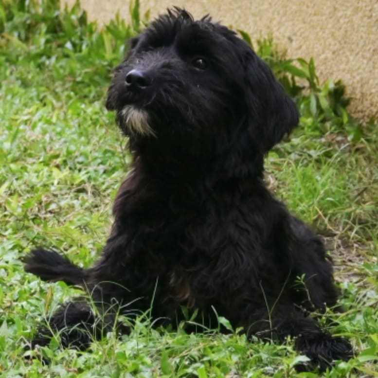 Photo of No. OAAAG1111215003, Young · Male · Medium · Mixed breed