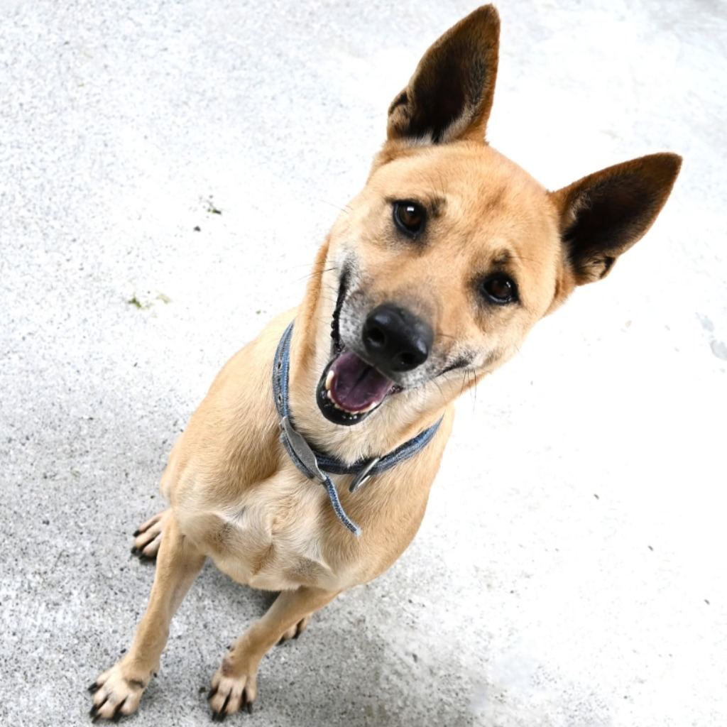 Photo of No. OAAAG1130408003, Adult · Male · Medium · Mixed breed