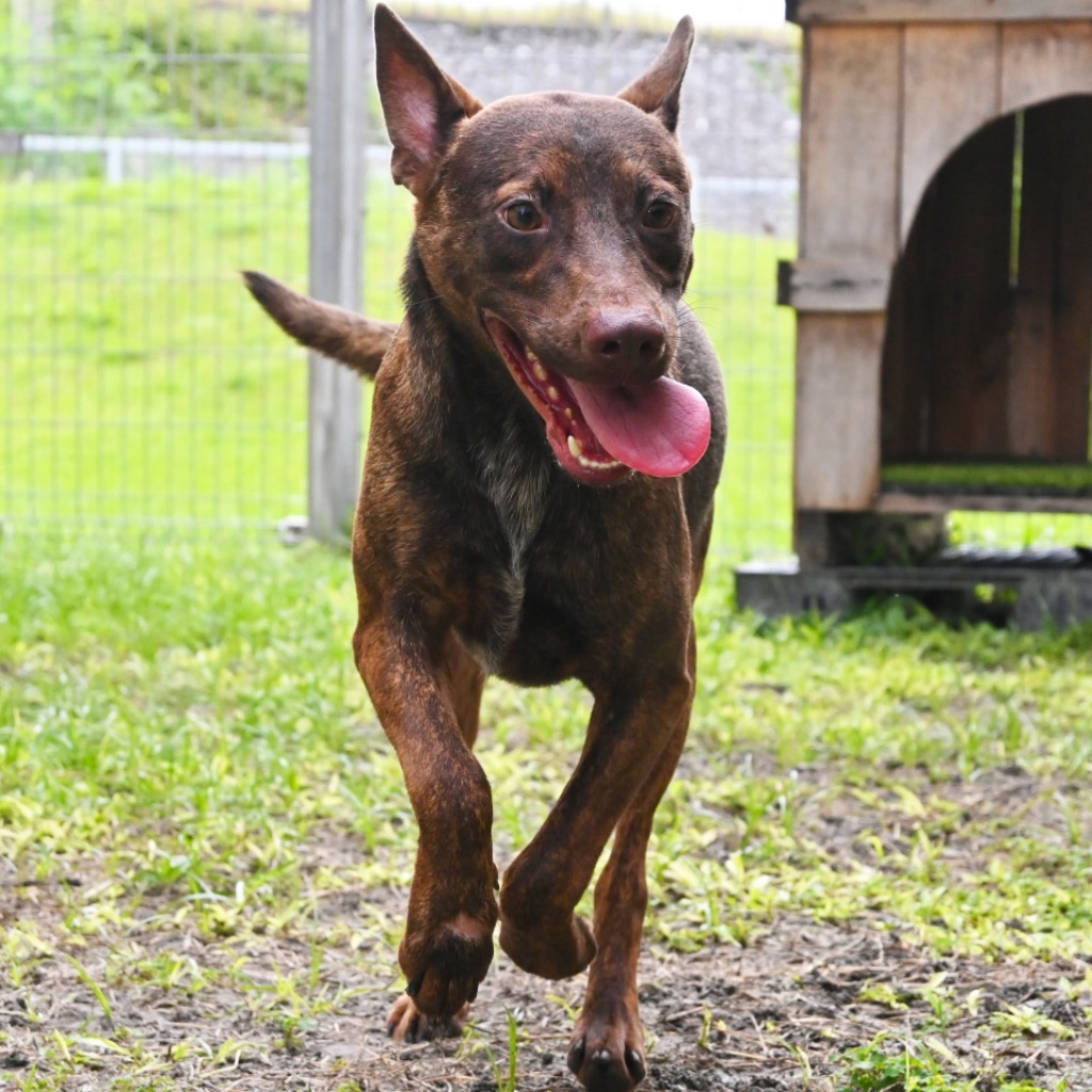 Photo of No. OAAAG1130712004, Adult · Male · Medium · Mixed breed