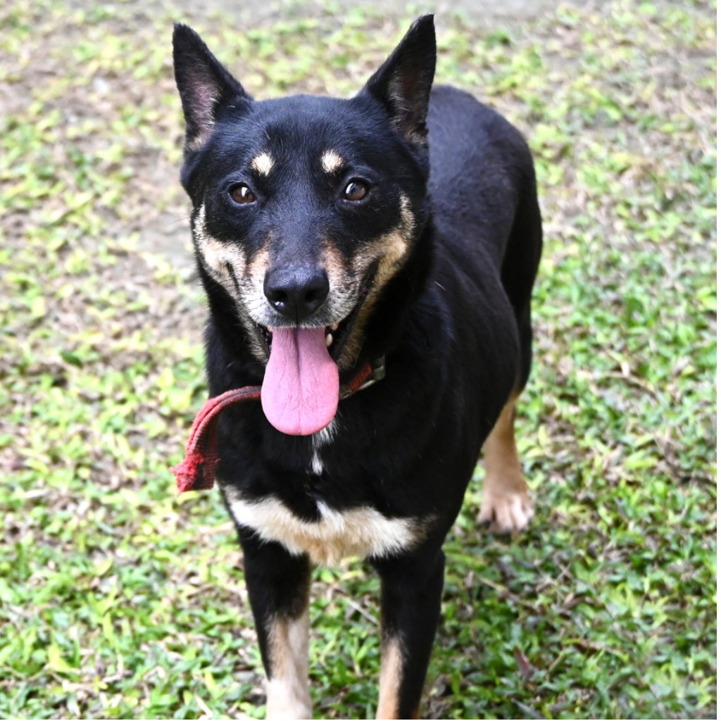 Photo of No. OAAAG1140811003, Adult · Female · Medium · Mixed breed