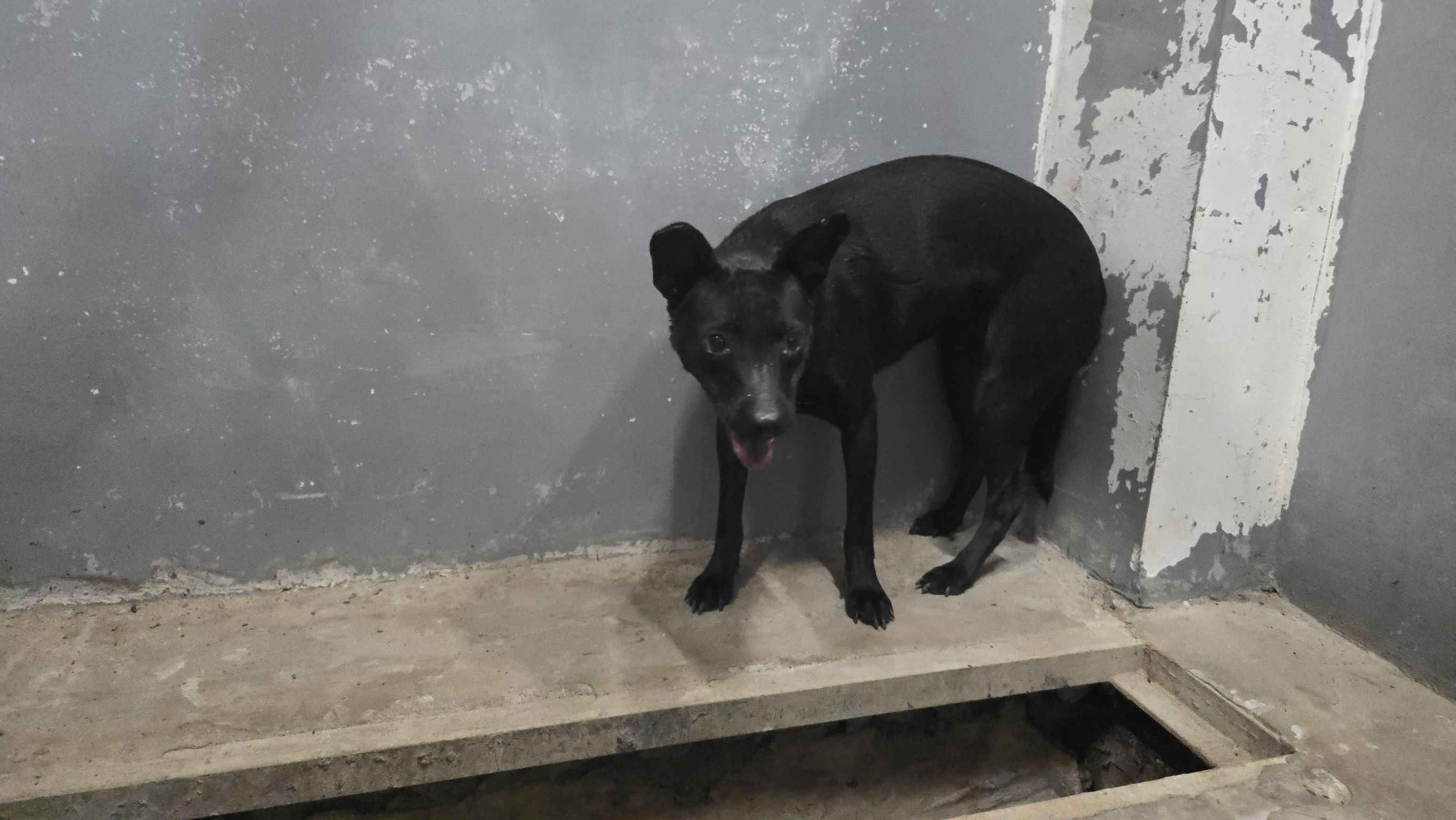 Photo of No. RAAAG1150703001, Adult · Female · Medium · Mixed breed