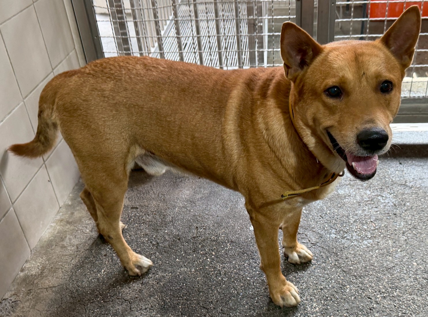 Photo of No. OAAAG1150703001, Adult · Male · Medium · Mixed breed