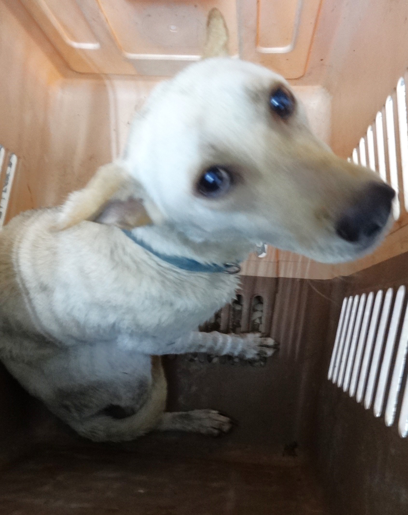 Photo of No. 1151105, Adult · Male · Large · Mixed breed