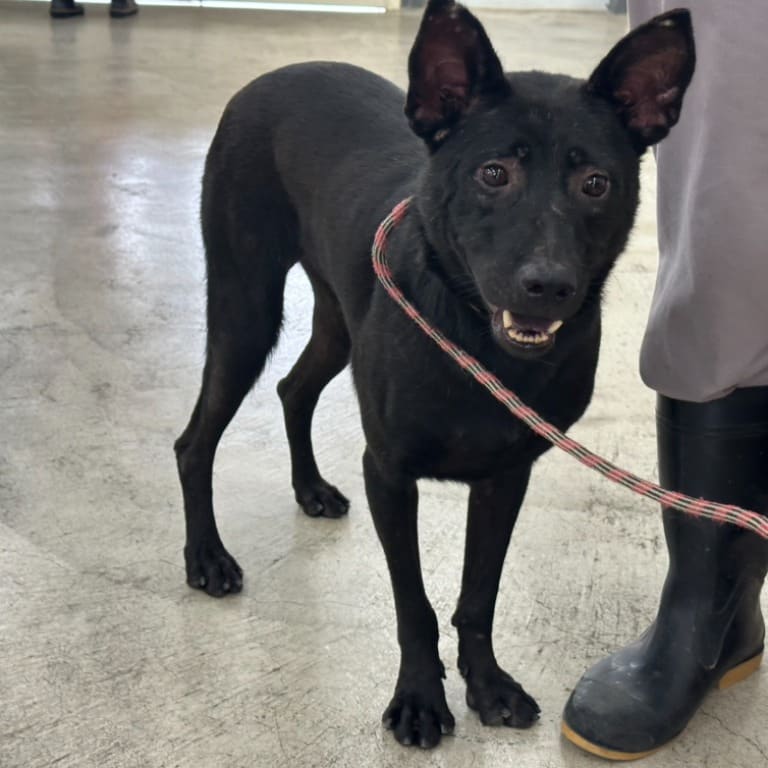 Photo of No. 112031710, Young · Male · Small · Mixed breed
