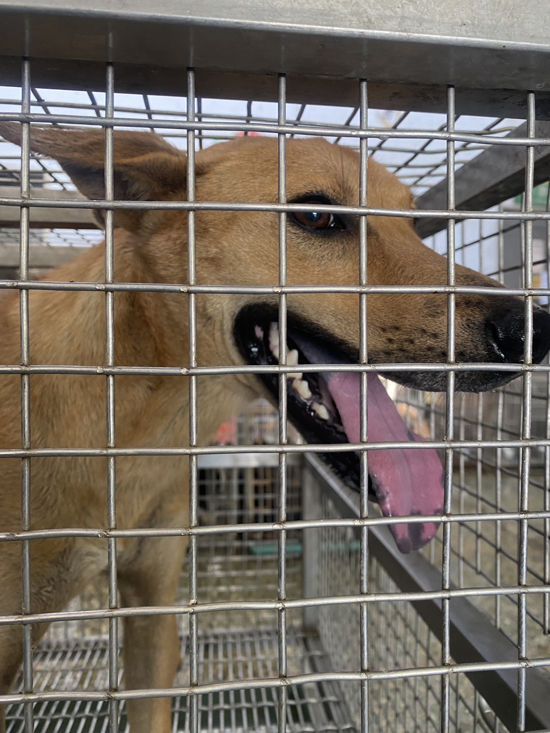 Photo of No. S150706-01, Adult · Male · Large · Mixed breed