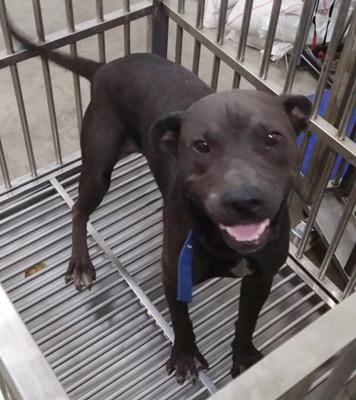 Photo of No. FAABG11507046005, Adult · Male · Large · Mixed breed