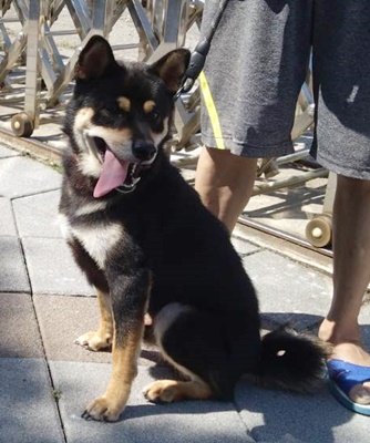 Photo of No. FAABG11507046007, Adult · Male · Medium · Shiba Inu