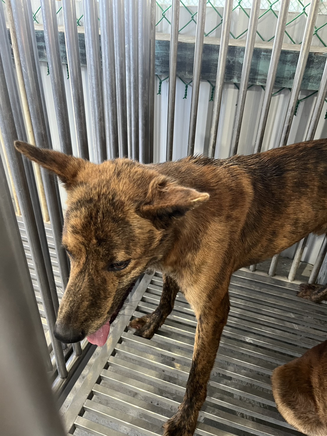 Photo of No. GAAAG1150706003, Adult · Male · Medium · Mixed breed