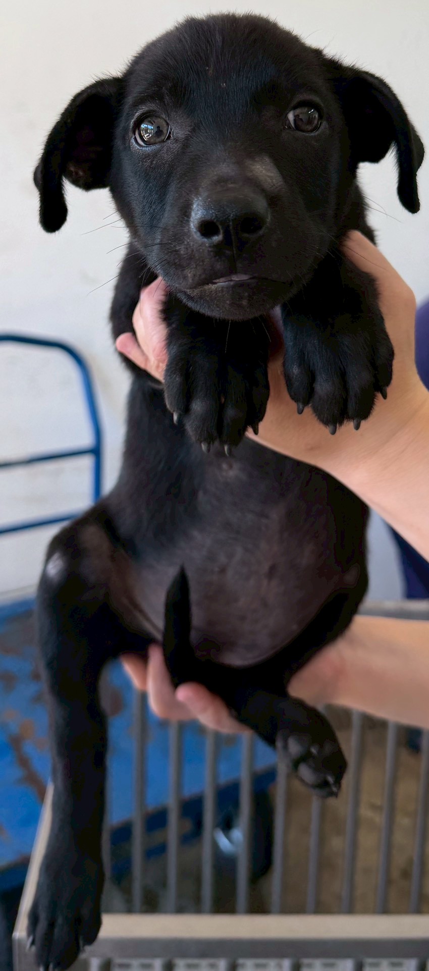 Black young female mixed-breed dog, Medium, shelter no. …6008