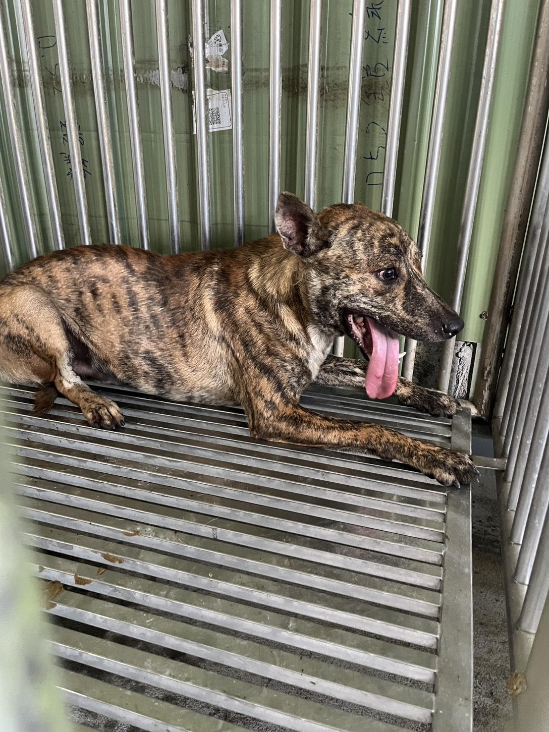 Photo of No. GAAAG1150708001, Adult · Male · Medium · Mixed breed