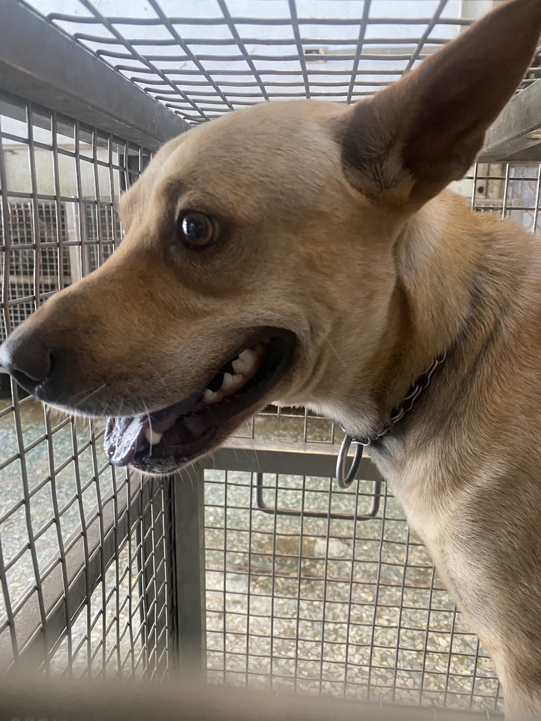 Tan adult male mixed-breed dog, Large, shelter no. …8-02