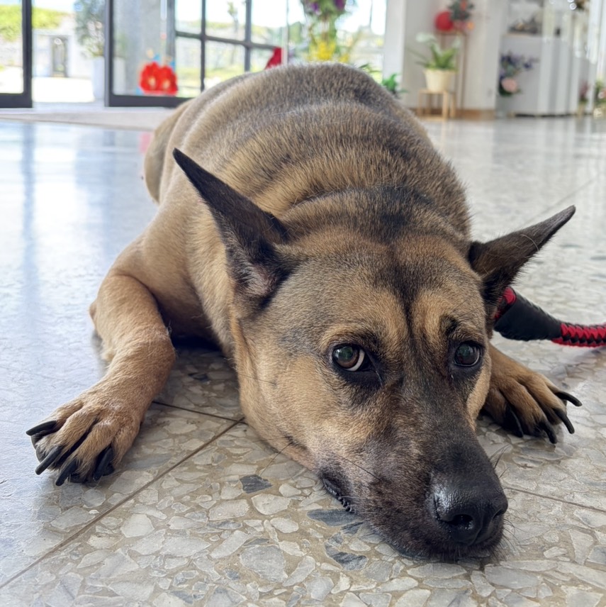 Photo of No. OAAAG1150708007, Adult · Female · Medium · Mixed breed