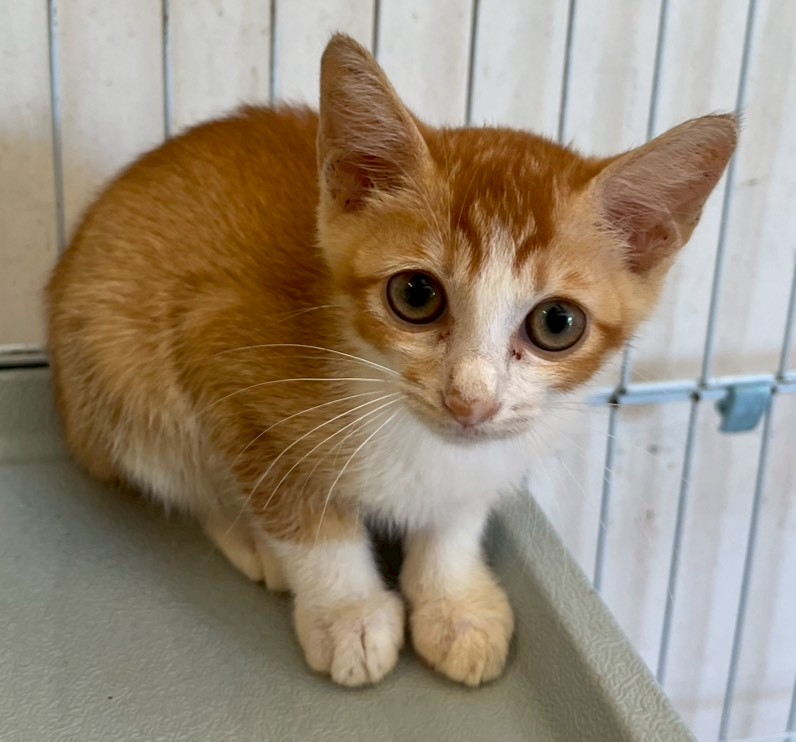 Young female mixed-breed cat, Small, shelter no. …8008