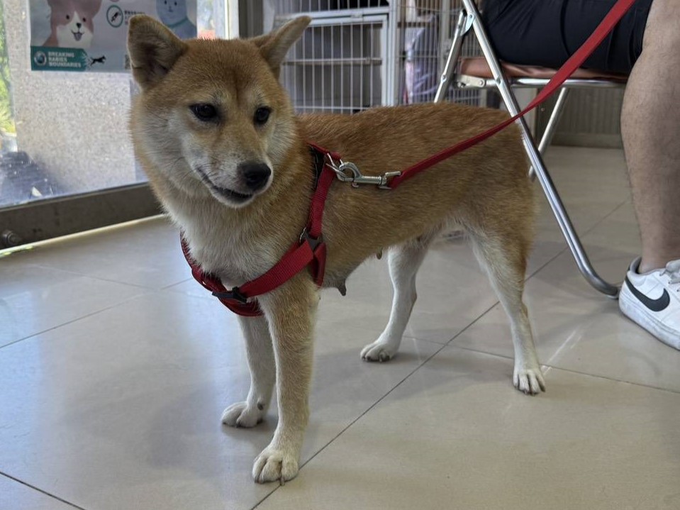 Photo of No. LAAAG1150708W8, Adult · Female · Large · Shiba Inu