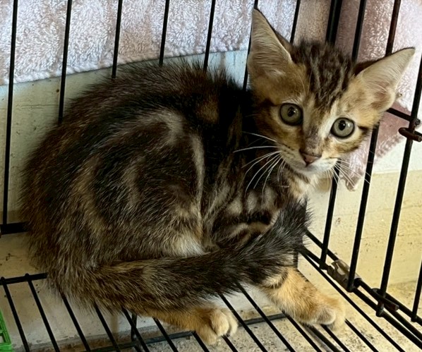 Photo of No. OAAAG1150708010, Young · Male · Medium · Mixed breed