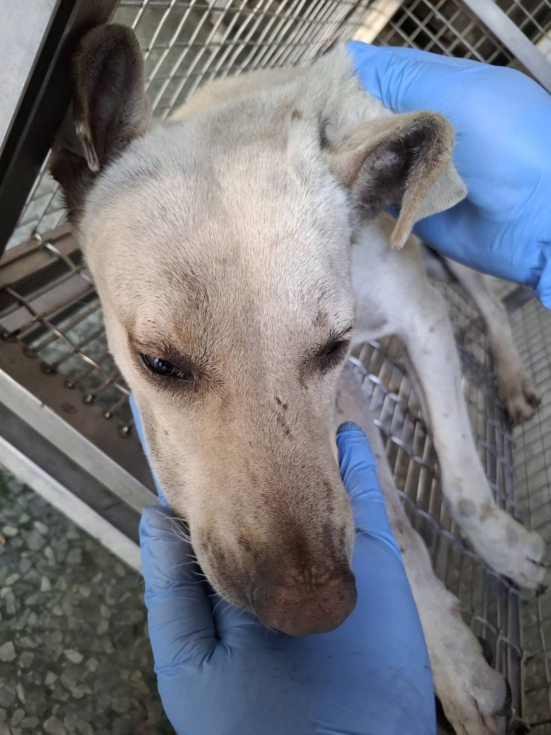 Photo of No. S150708-03, Adult · Female · Large · Mixed breed