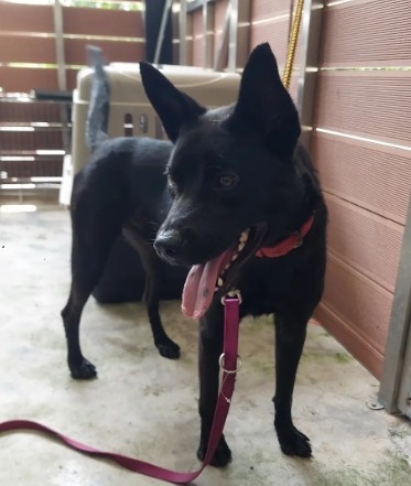 Black adult male mixed-breed dog, Medium, shelter no. …9001