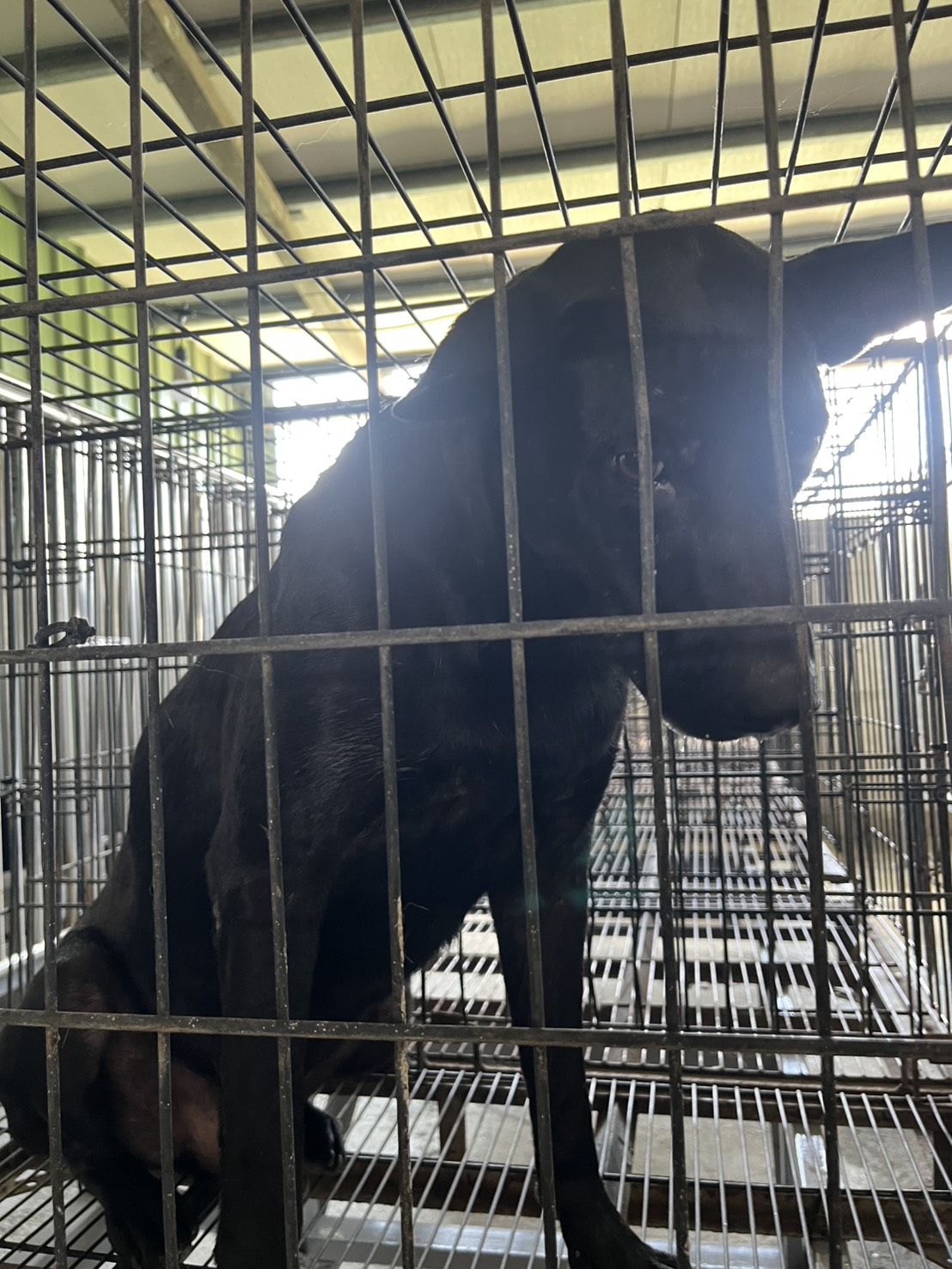 Photo of No. GAAAG1150709001, Adult · Male · Medium · Mixed breed