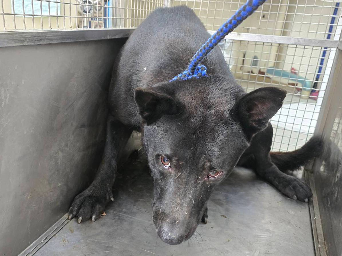 Photo of No. VAAAG115070802, Adult · Male · Medium · Mixed breed