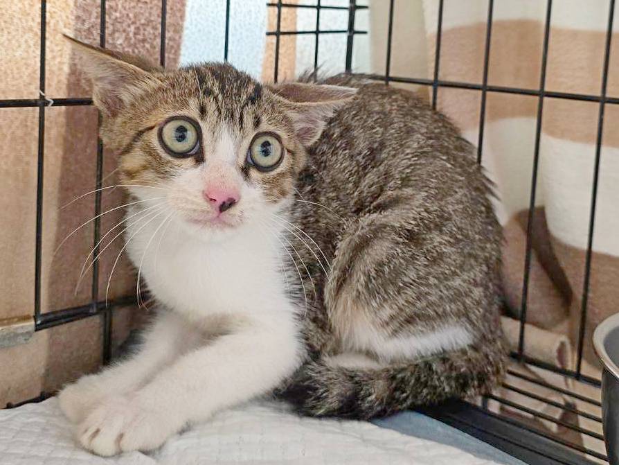 Photo of No. VAAAG115070805, Young · Male · Small · Mixed breed