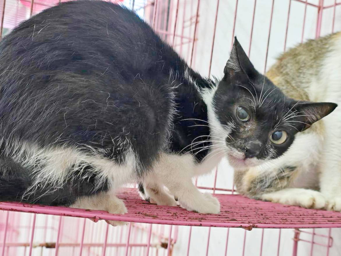 Photo of No. VAAAG115070809, Adult · Female · Medium · Mixed breed